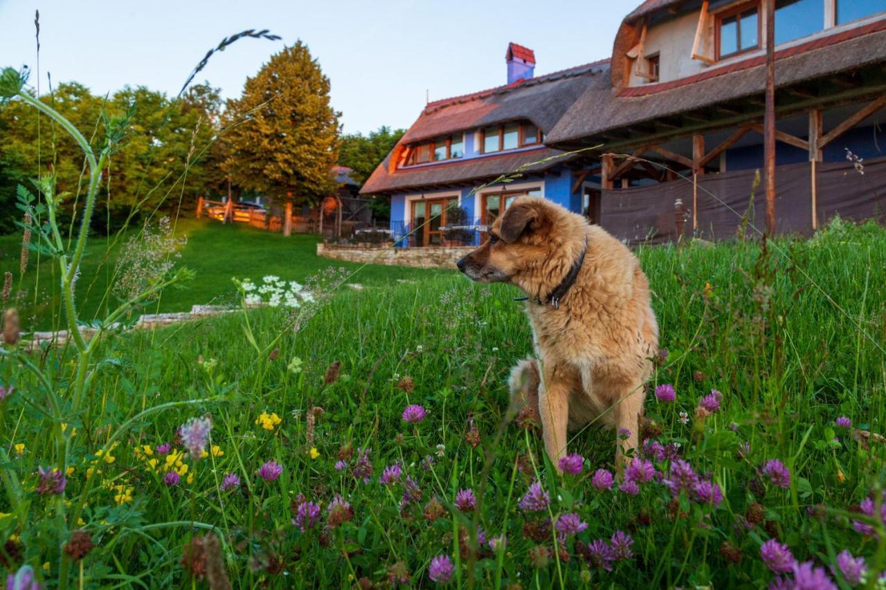 Casele Cu Stuf B&B Haus Ulrike Sălicea Exterior foto